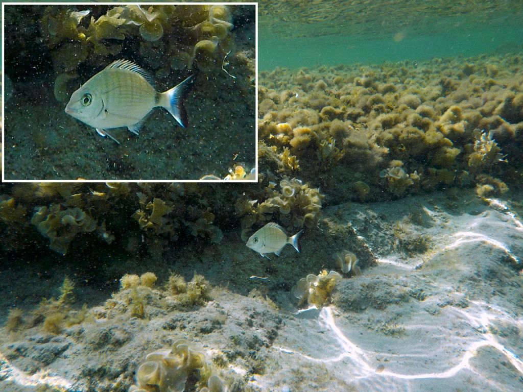 Diplodus sargus da Pianosa